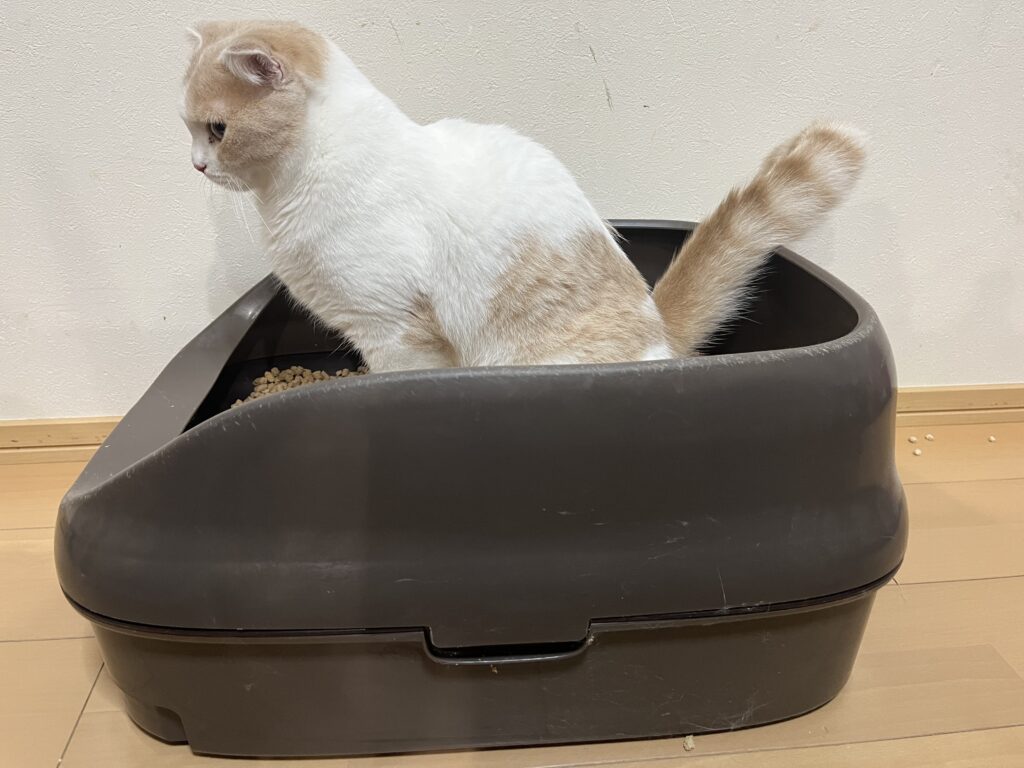 猫がトイレに入ってる写真
