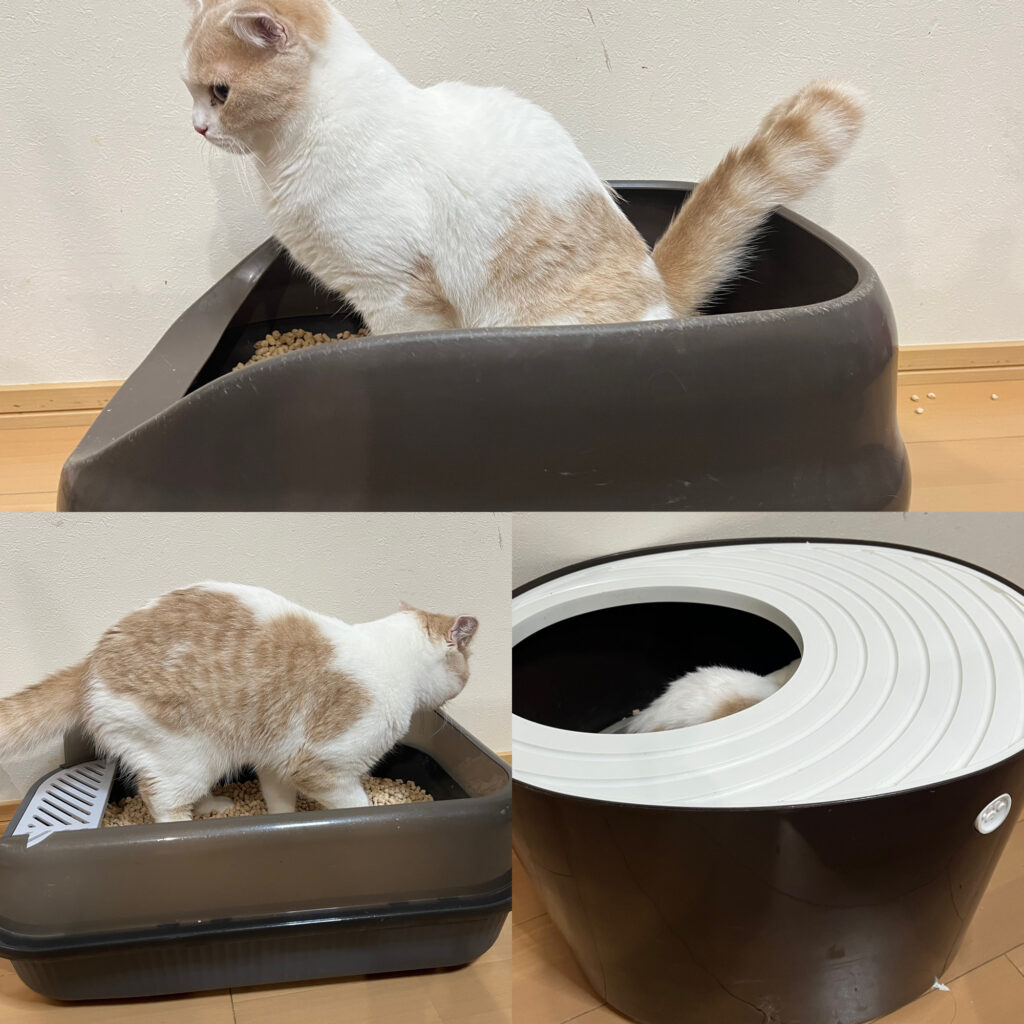 猫がトイレしている写真