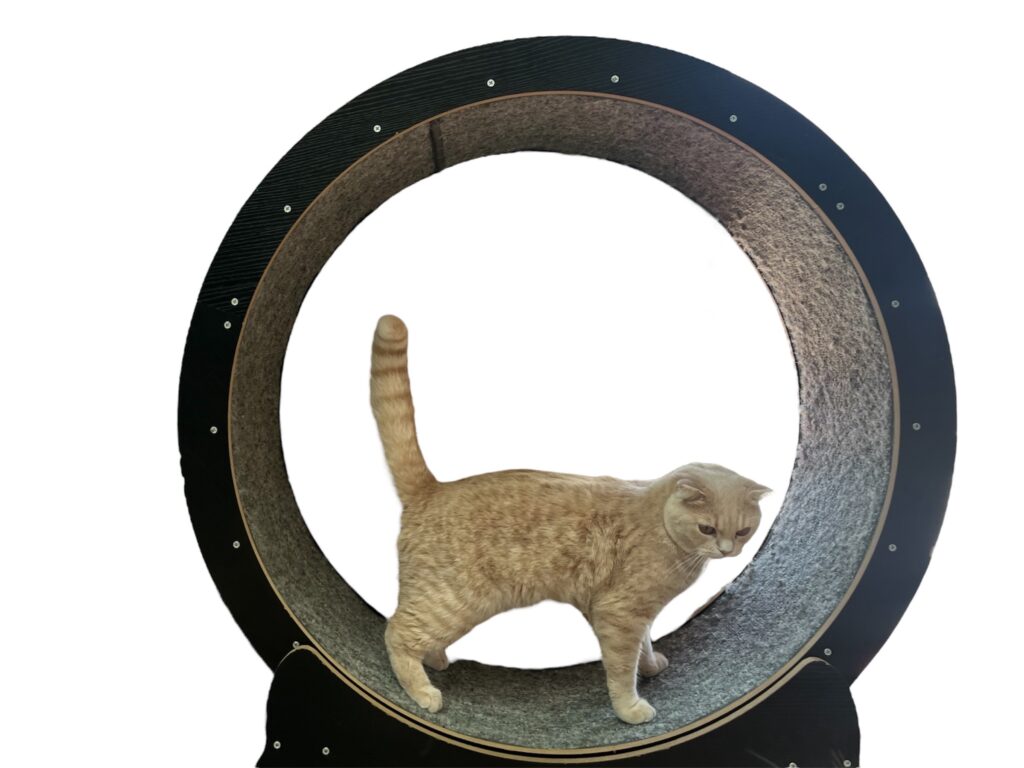 キャットホイールに乗る猫